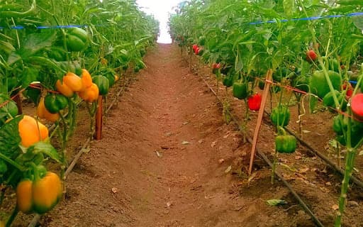 Farmers’ Friend: Capsicum planting guide