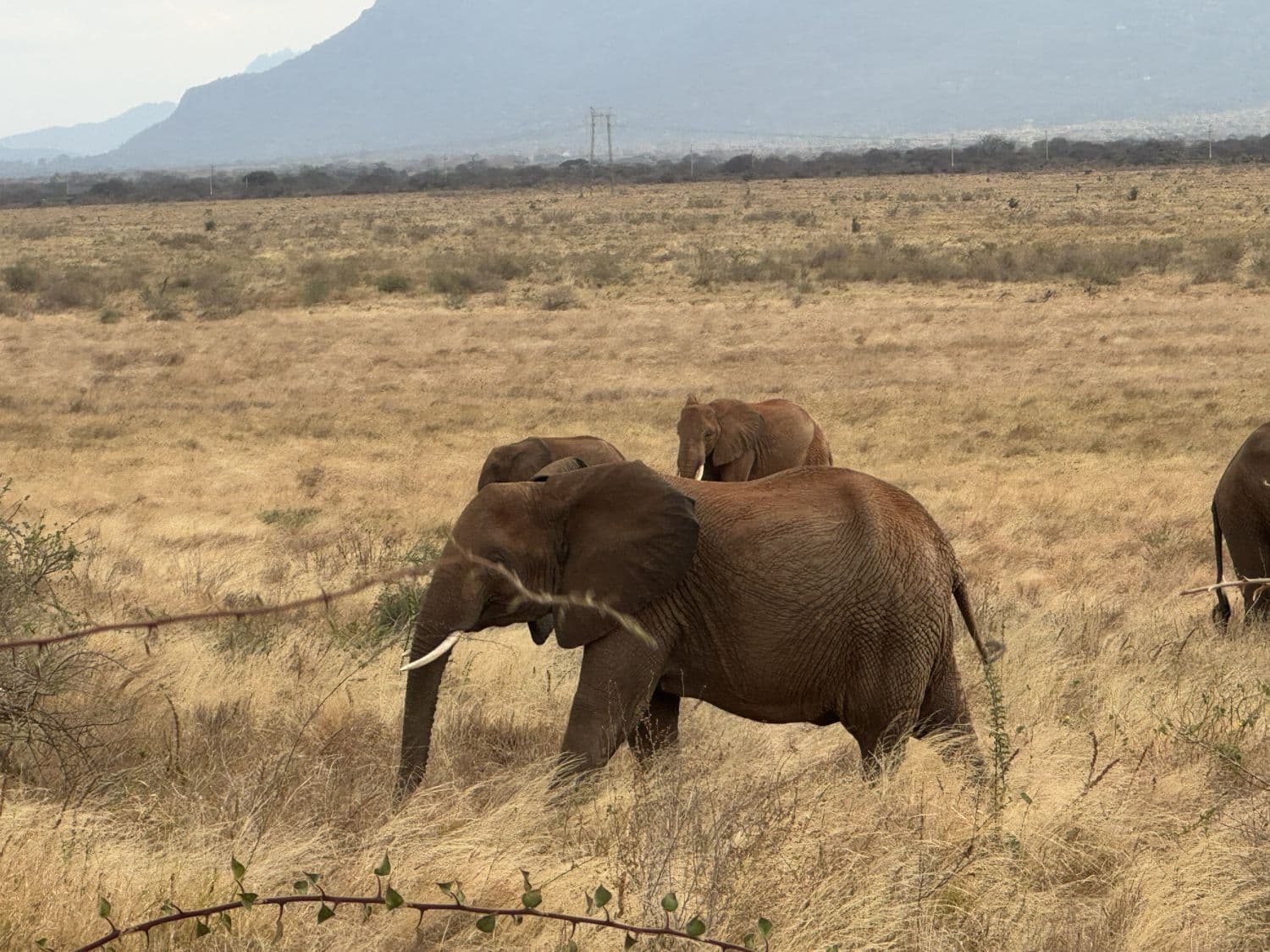 Wildlife Fund Plan puts conservancies at centre of Kenya’s conservation financing