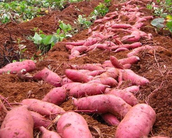 Over 6,500 sweet potato farmers in Migori County to find market for their produce