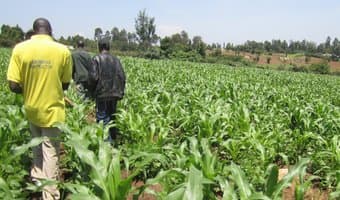 Maize farmer doubles production by embracing expert advice