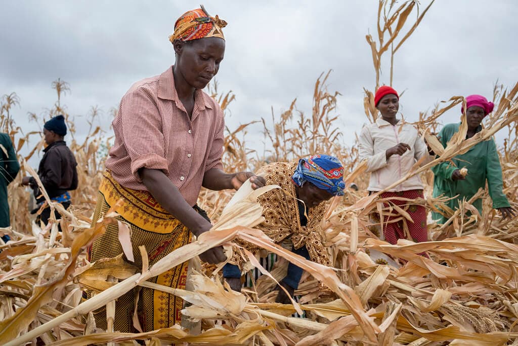 Kenya’s food prices remain high due to fuel prices, weak shilling & El Nino effects