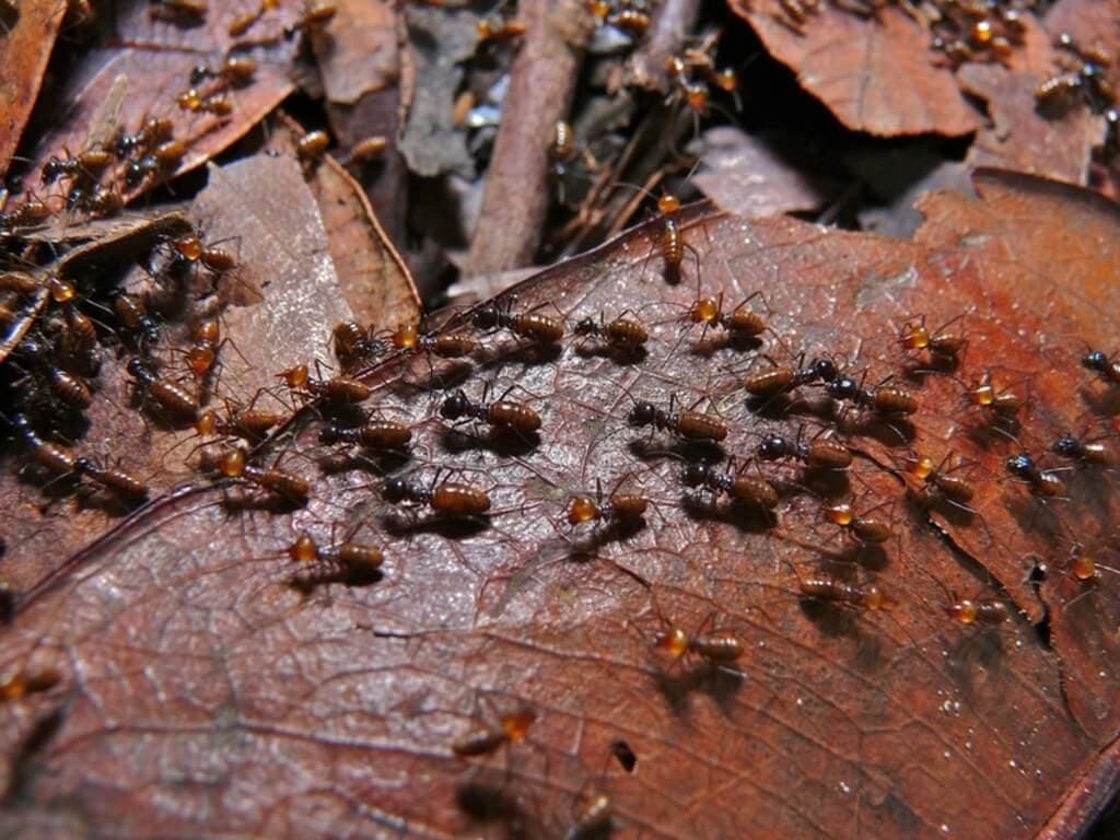 Not just a pest: the value of termites in African agriculture