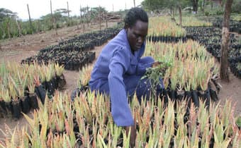 Bitterless aloe vera opens market opportunities for Western farmers