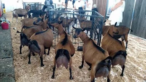 Kisumu farmer making Sh20,000 daily from 150 dairy goats on half an acre