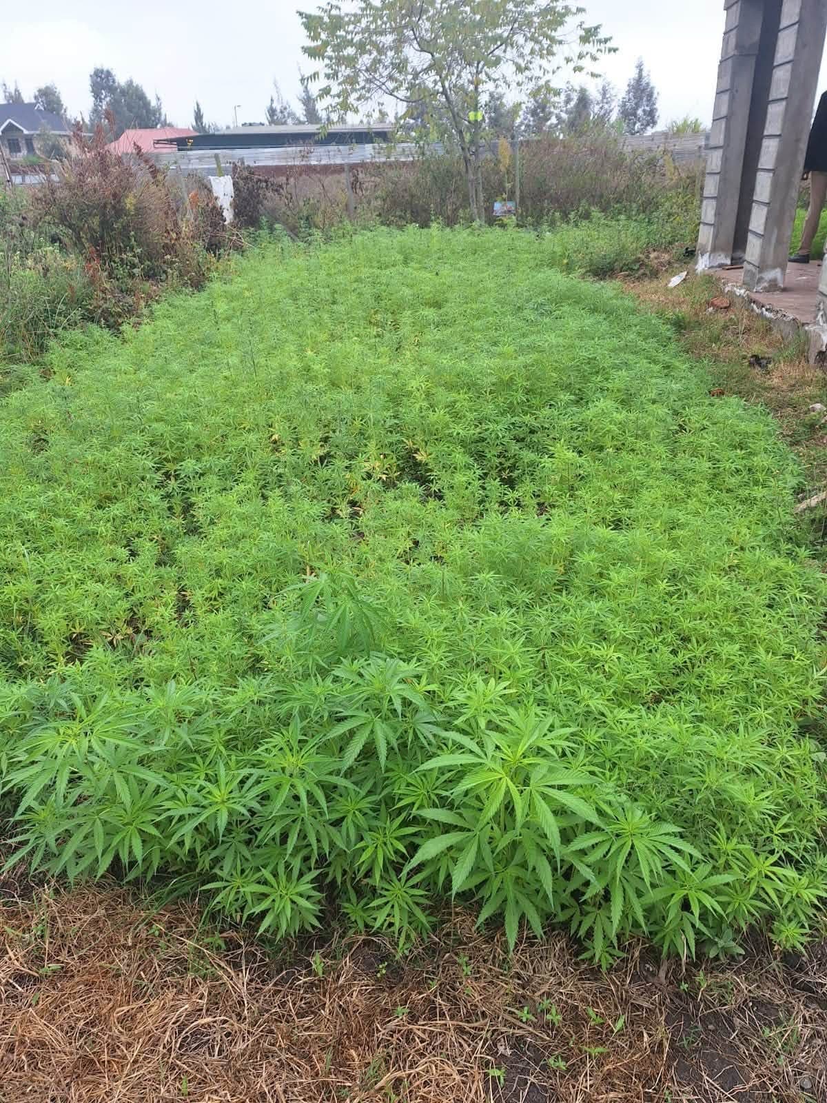 One Arrested as Police Bust Cannabis Farm in Kajiado, Recover Drugs Worth Sh2.37 Million