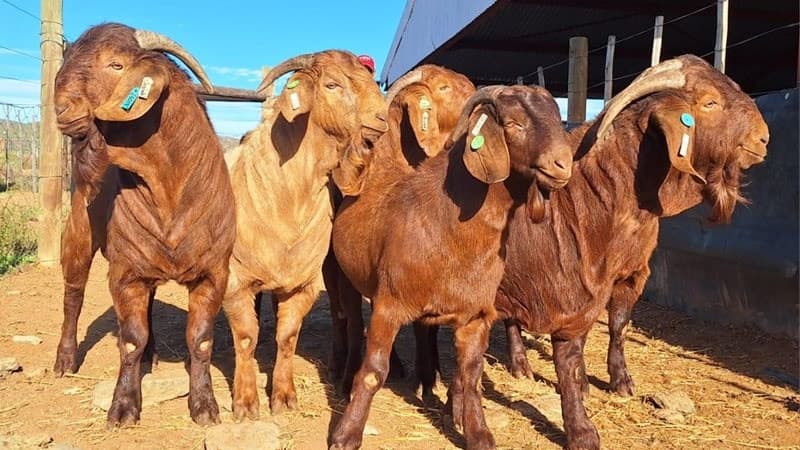 Henry Kioko: Livestock expert boosting local breeding with South Africa’s best genetics