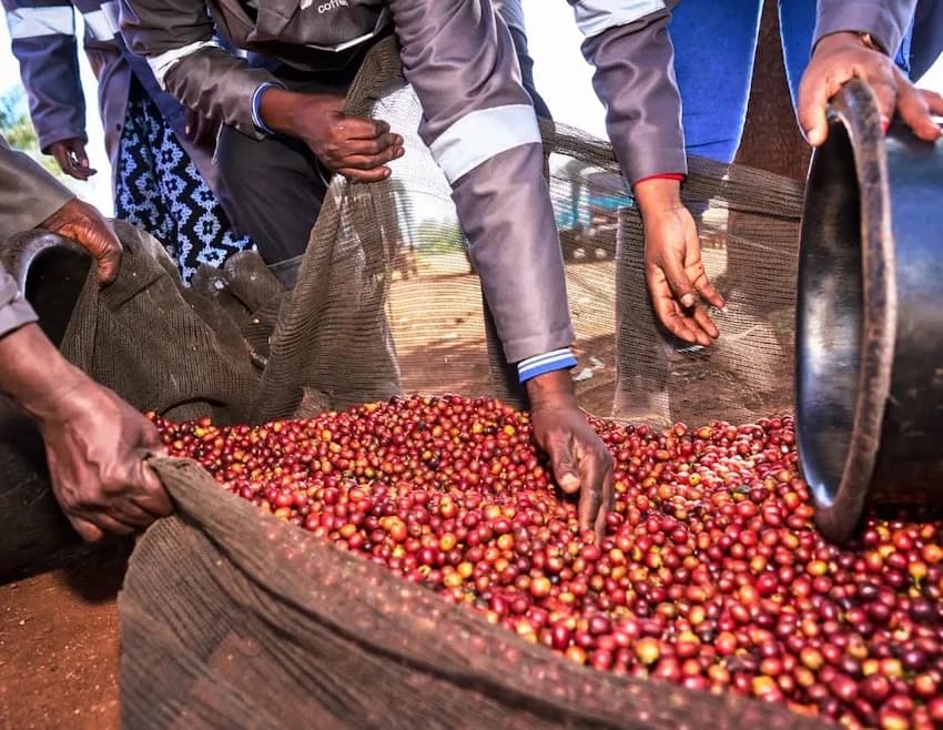 Eaagads Net Profit Up 132.9% to KSh27.6Mn