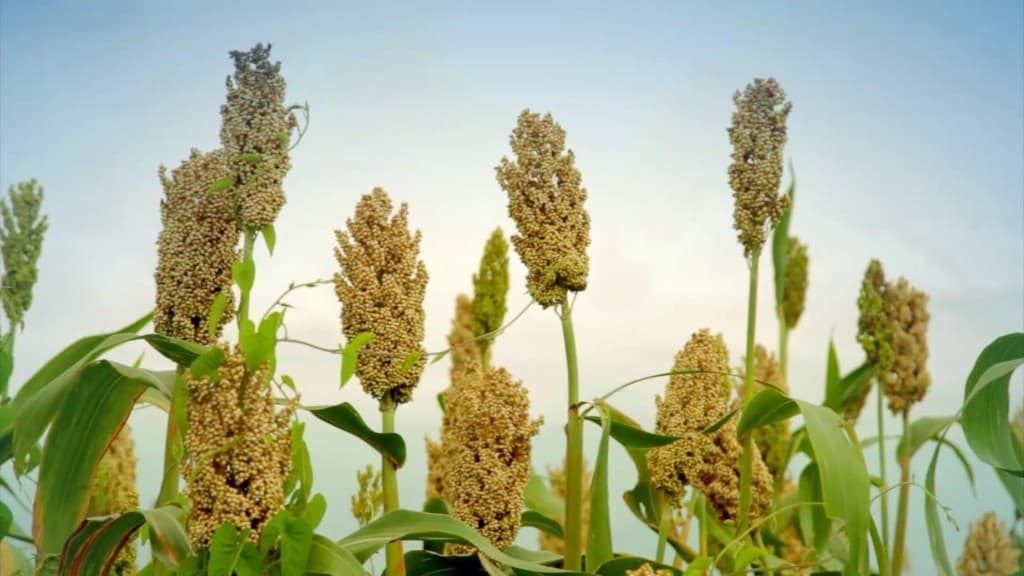Feeding dairy cows on sorghum increases milk production by 47 per cent