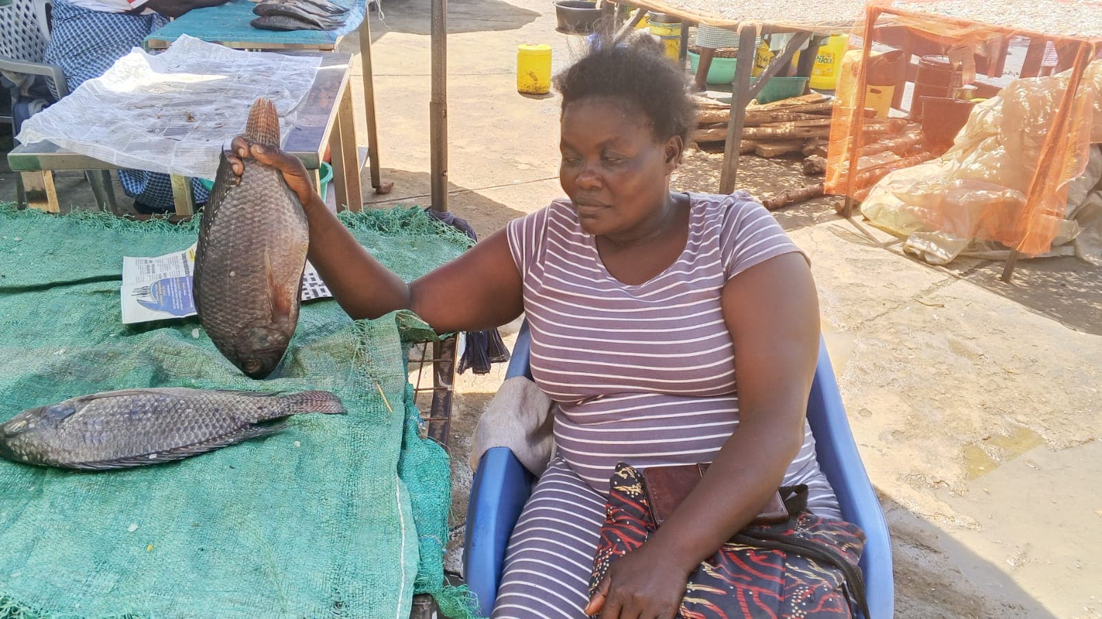 Fish traders decry high transport costs