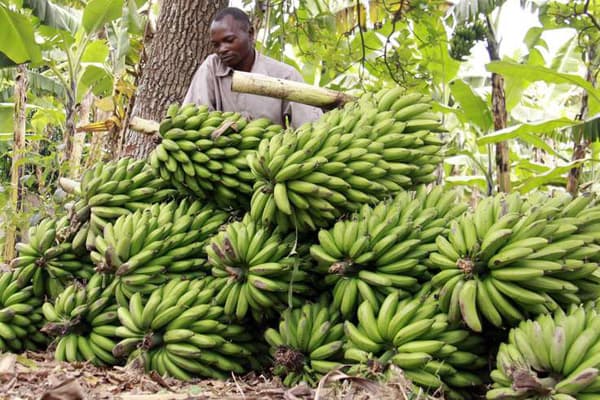 A banana variety that can yield 90kg per stem to increase yields for smallholder farmers