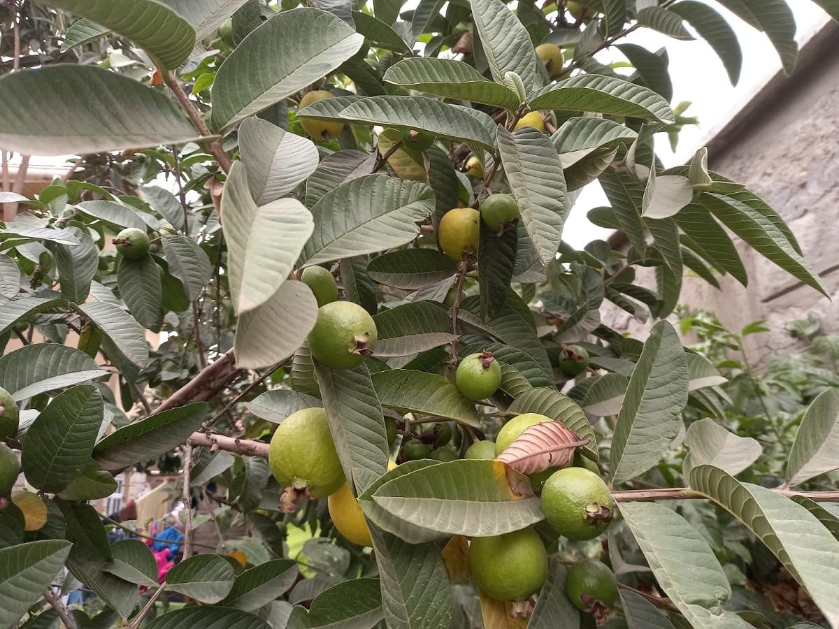 Struggling With Baldness Or Hair Loss? Guava Leaves Can Restore Your Form