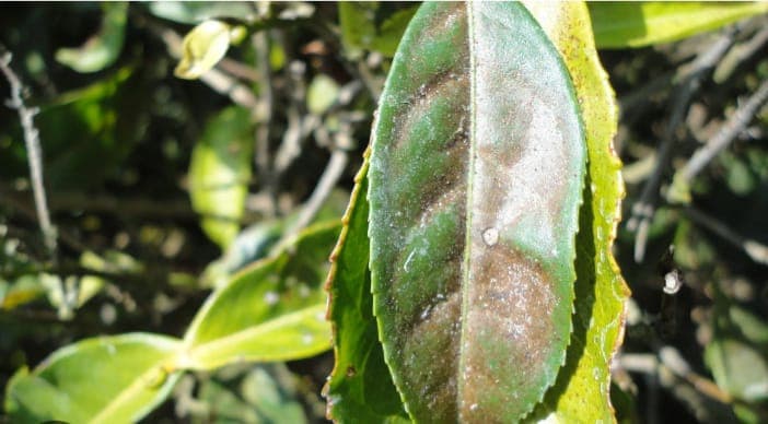 Tea farmer battles mite flare up after using pyrethroids