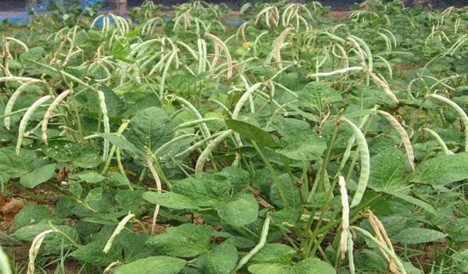 Nigeria launches first GMO food crop, Pod Borer Resistant Cowpea to up production