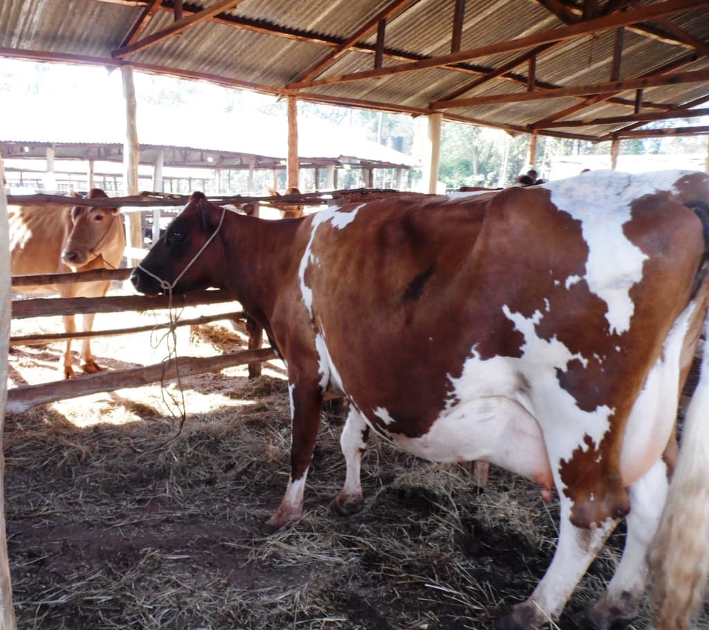 Progressive feeding after birth maintains milk output