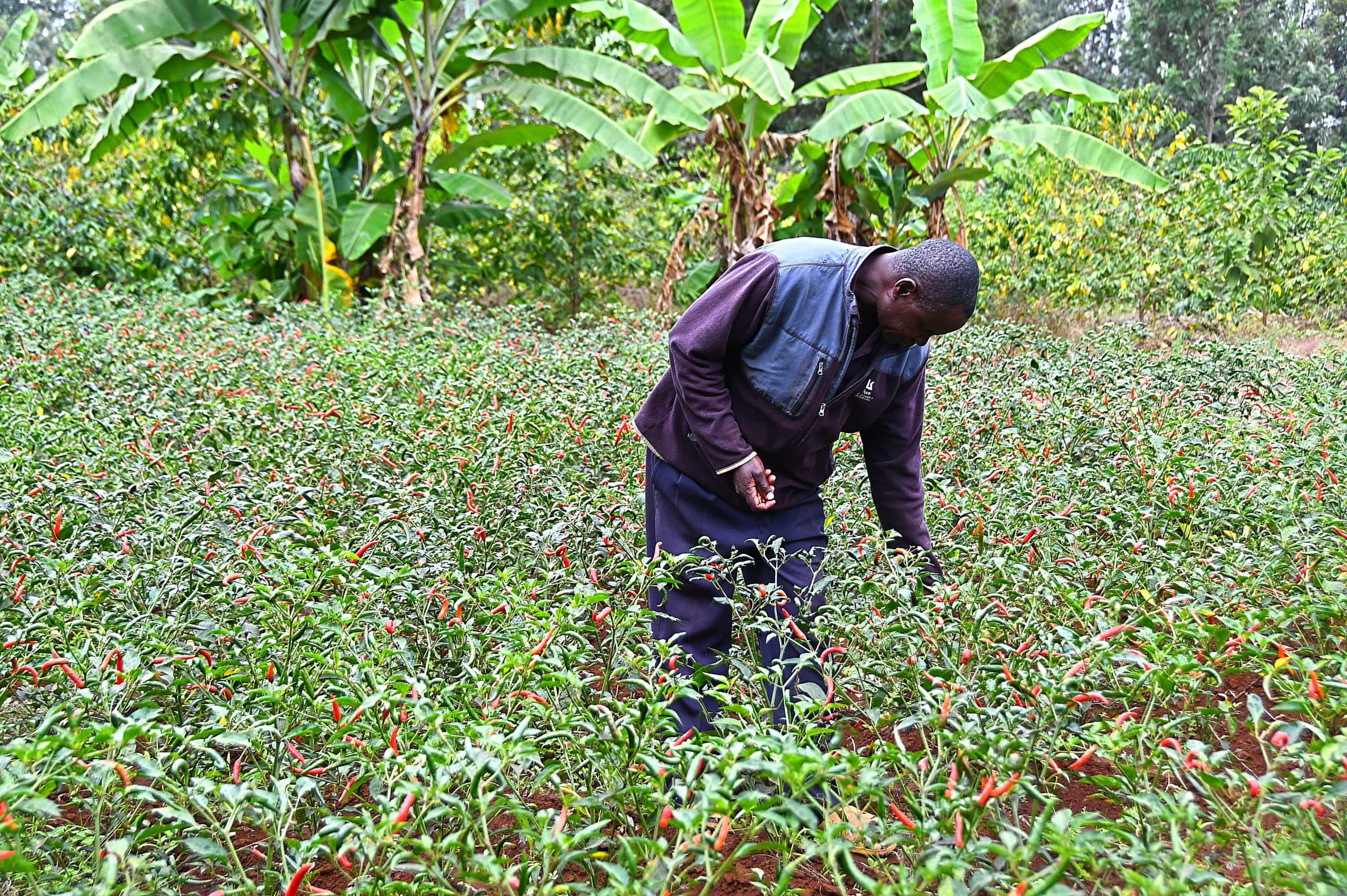 Mt. Kenya irrigation success spurs Ksh 3B investment in Western
