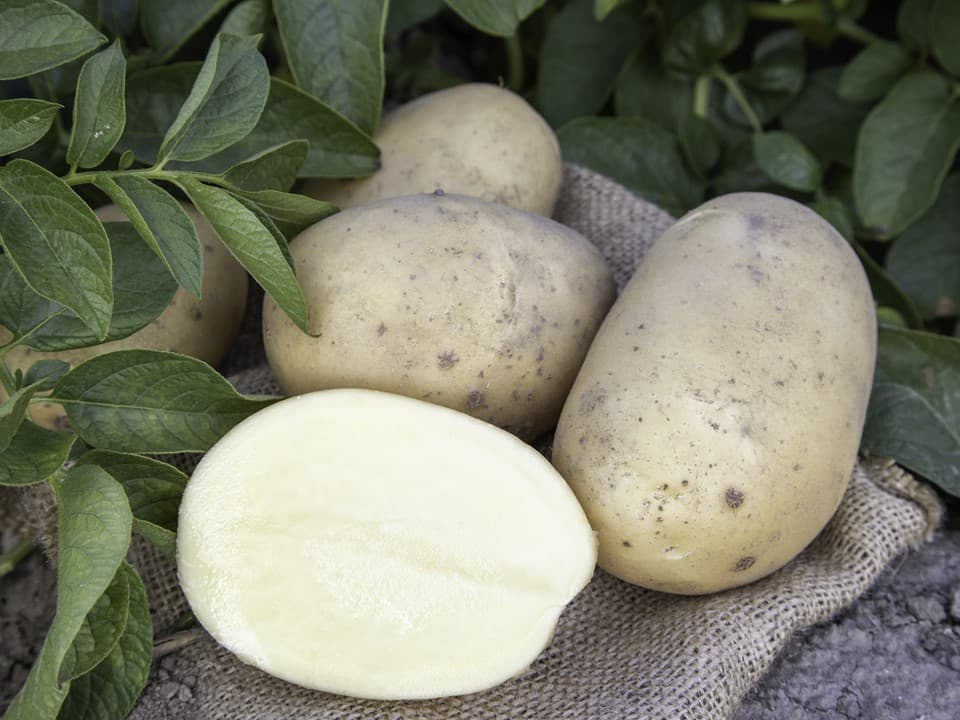 Potato seed supplier introduces new early maturing, drought-tolerant variety