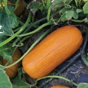 Unique and fast maturing pumpkin seeds ready for farmers