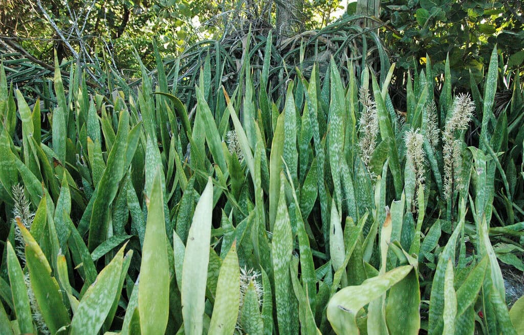 Repellent plants keep snakes 300 metres from farms and homes