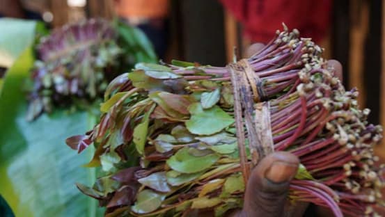 Judge Halts Muguka Ban in Mombasa