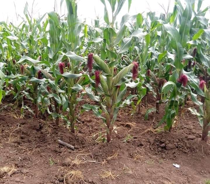 Biosafety Authority to convene scientific conference on safe biotechnology
