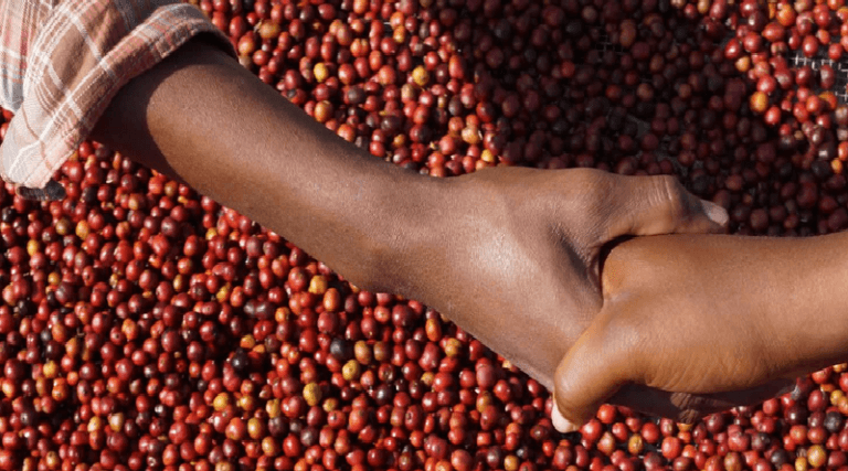 Government launches online system to enable coffee farmers monitor sales at Nairobi Coffee Exchange
