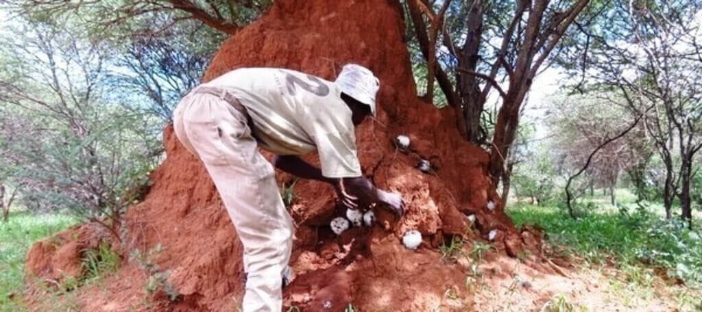 Used engine oil tames termites