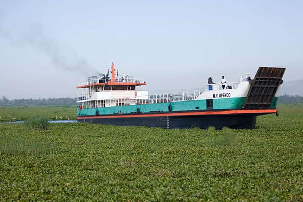 Government launches project to eradicate water hyacinth in Lake Victoria to benefit fish farmers