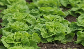Green revolution feeds continent, tames climate change
