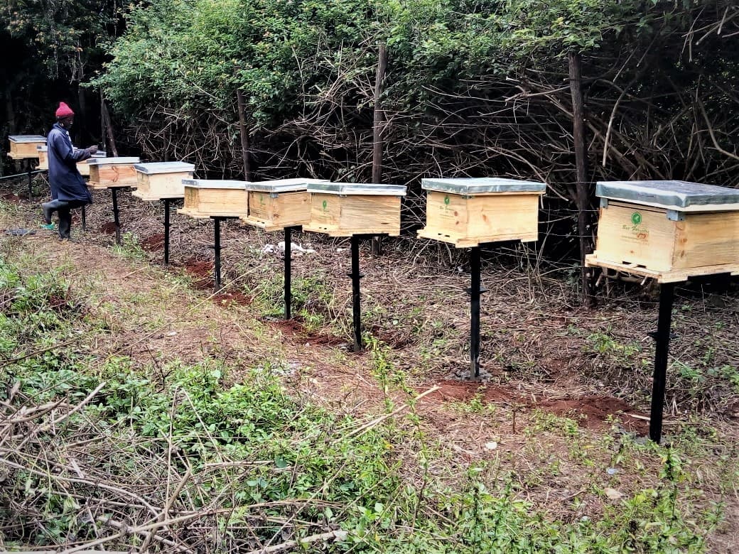 FarmBiv TV:Farmer earns 525k per season from adopting the modern vertically shaped langstroth bee hive.