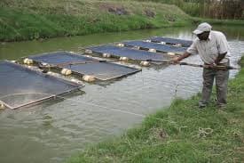 Murang’a poultry, dairy, banana and fish farmers get Sh200m fund to boost production