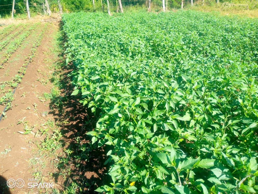 Uasin Gishu farmer makes Sh1/4m in single black nightshade season