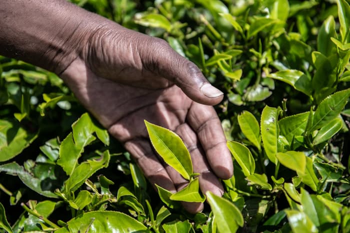 Government tea reforms lead to record 40% price rise