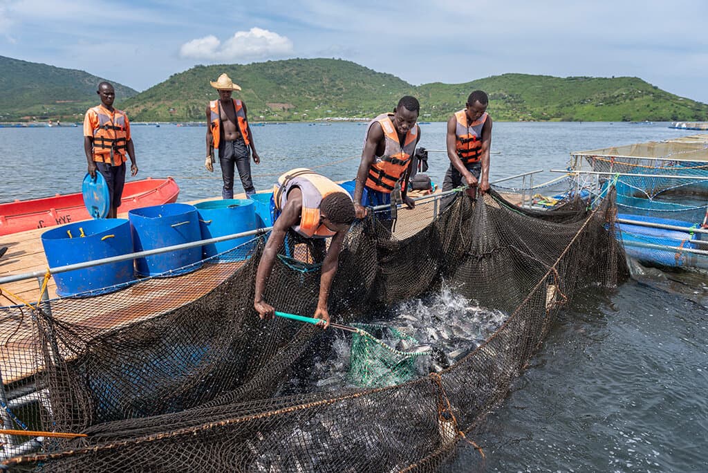 Homa Bay fish farm helping cure Kenya’s Chinese fish dependence