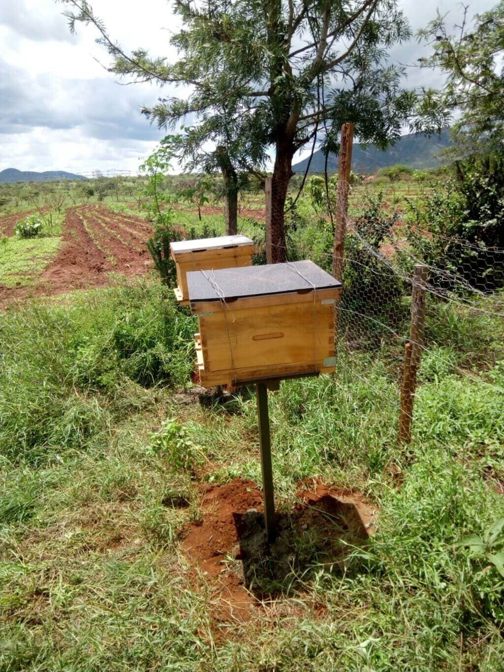 Beekeeping side-hustle earns Masinga youth Sh58,000 monthly
