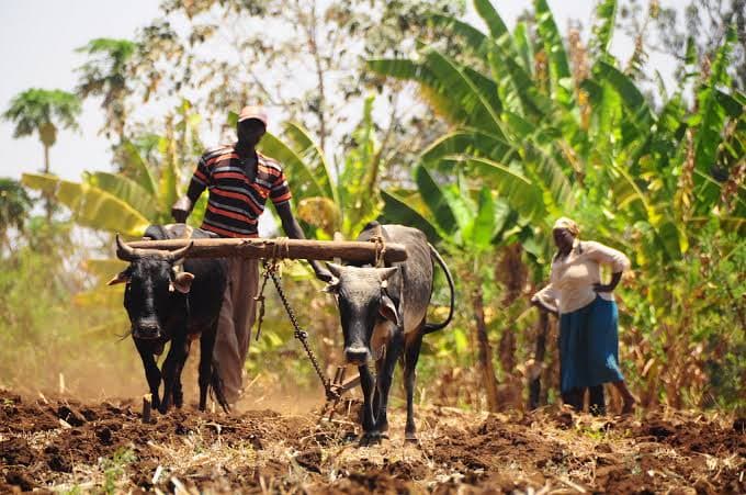 Information key driver to improved farmer income