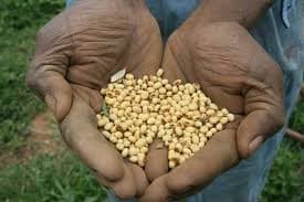 High yielding rust tolerant soy bean introduced into Kenya