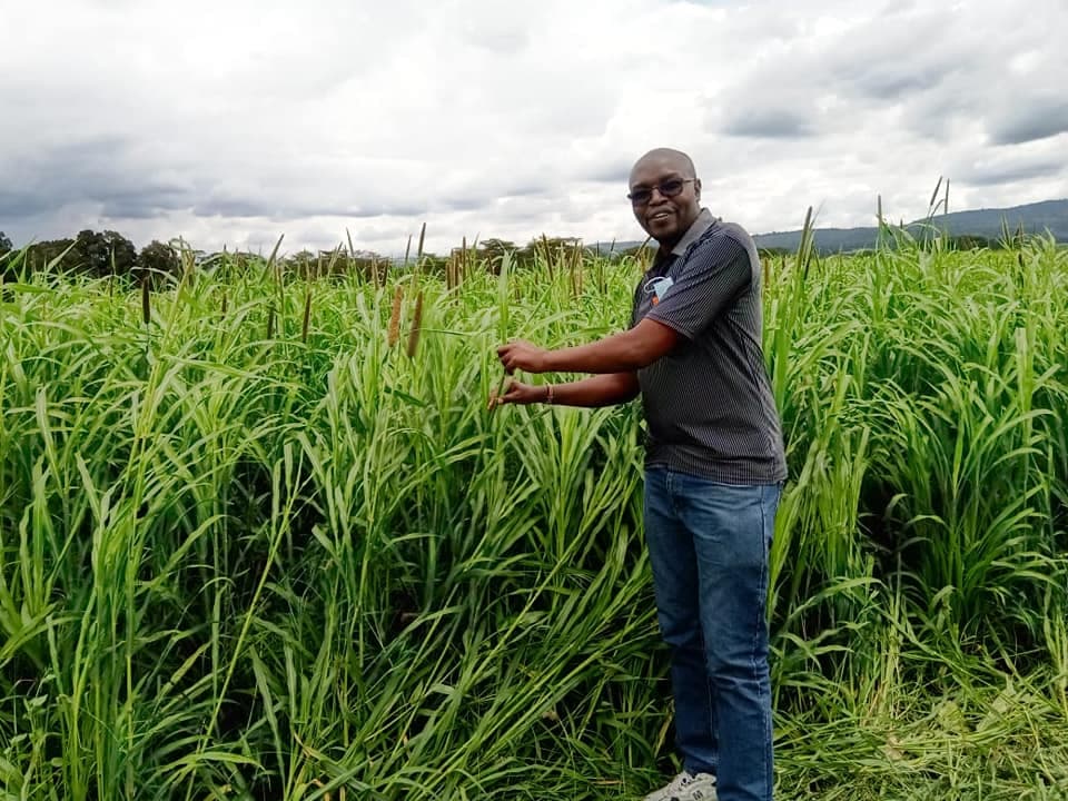 New drought tolerant forage pearl millet increases milk by 30%
