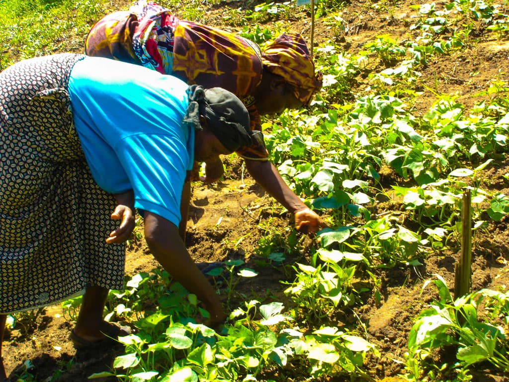 AfDB to provide $1 billion insurance facility to 40 million African farmers