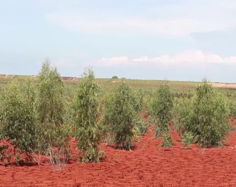 Kwale land restoration project hailed by community