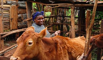 Livestock financing rises on growth of industry