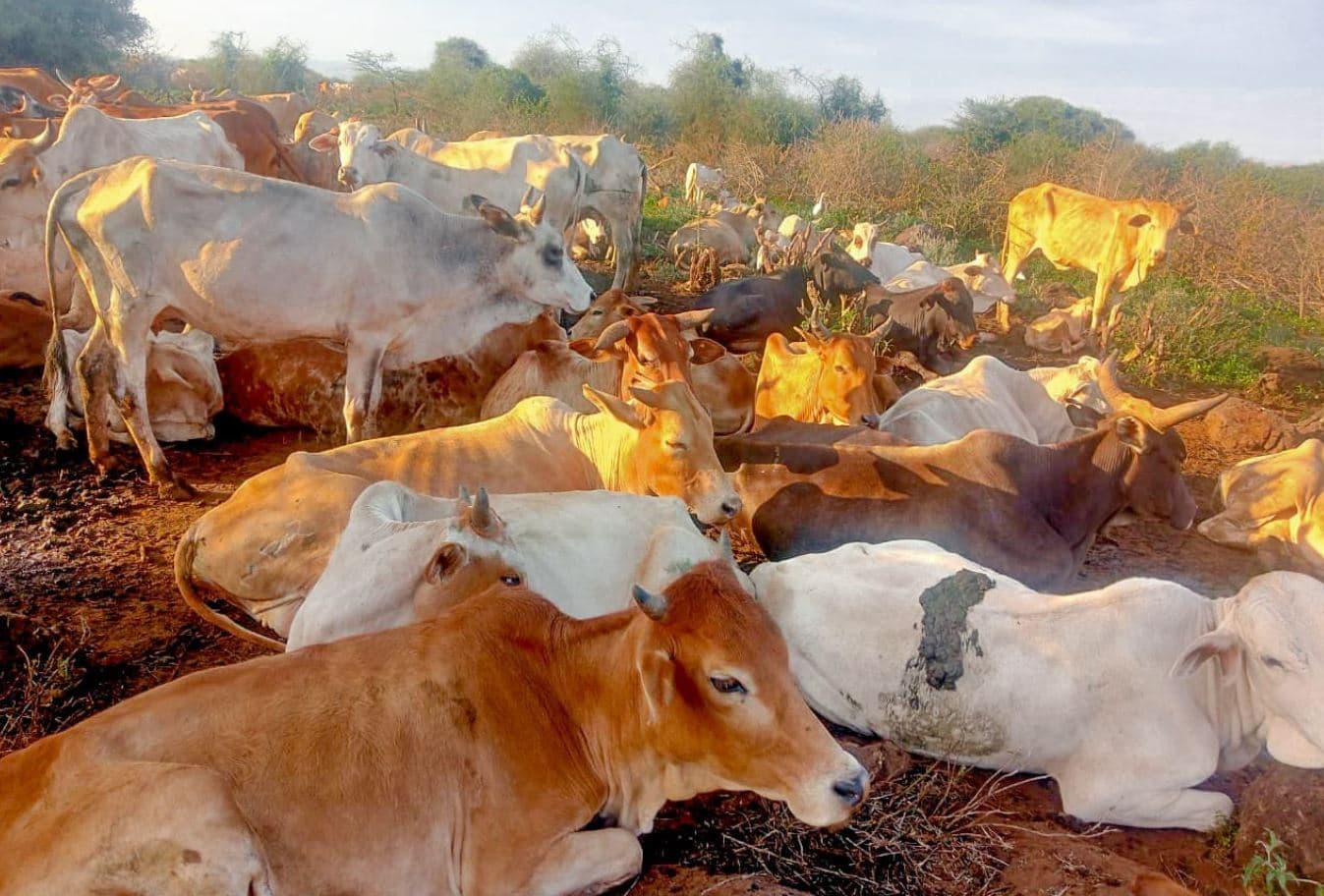 204 Stolen Cattle Recovered in Meru as Police Tighten the Noose on Rustlers