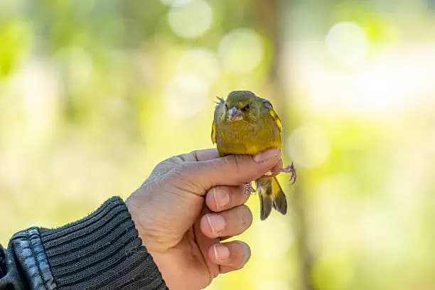 How to Catch a Bird