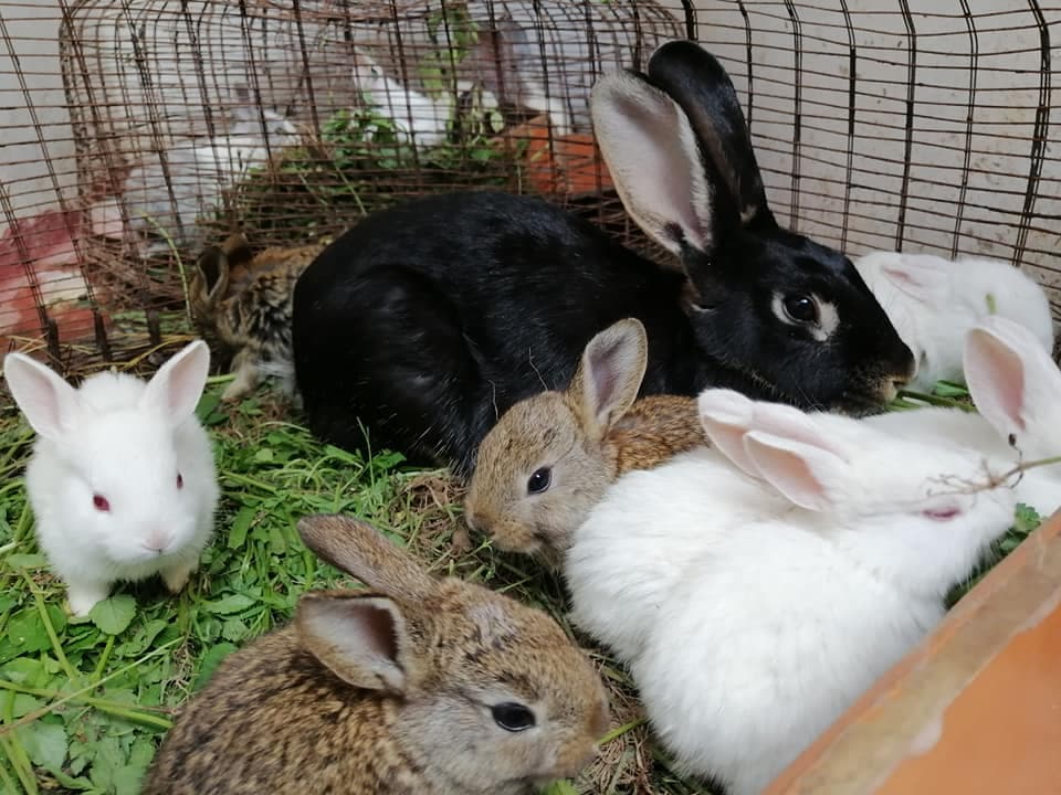 Farmer harnesses rabbit urine for compost, fertiliser and pest control