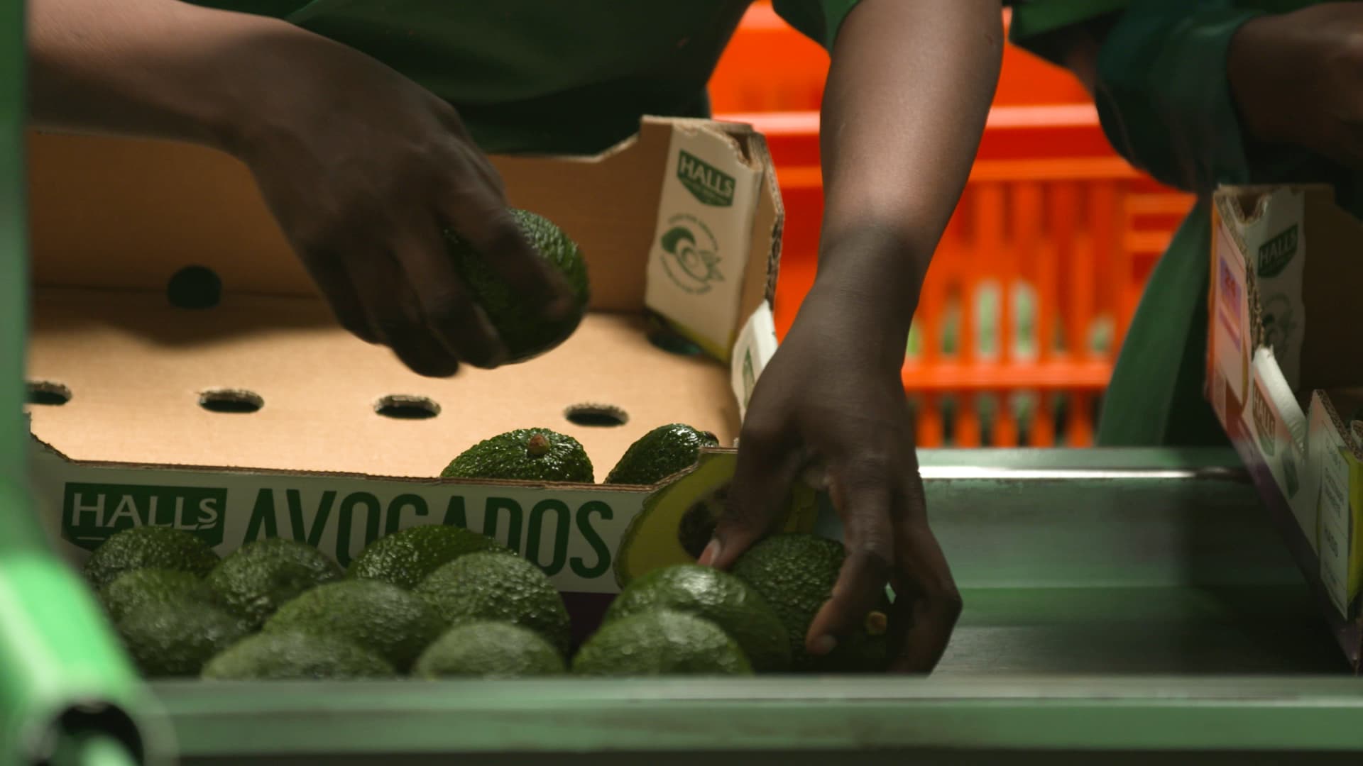 Good news as China cuts export duty levied on Kenya’s avocado from 30 to 7 per cent
