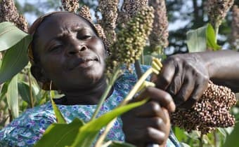 Farmers access loans with their harvest thanks to receipting model