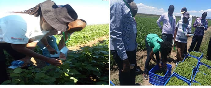 Government agency trains farmers on safe use of pesticides to ensure Kenya’s fruits and vegetables meets international market demands