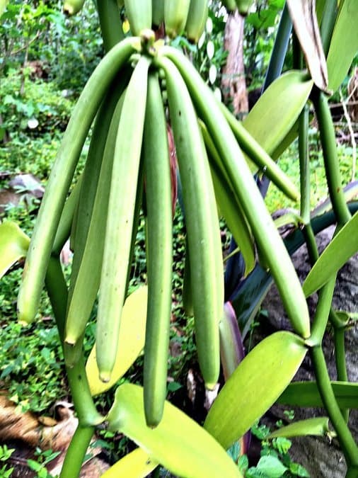 FarmBiz TV:Vanilla prices soars for pioneering Kenyan farmers