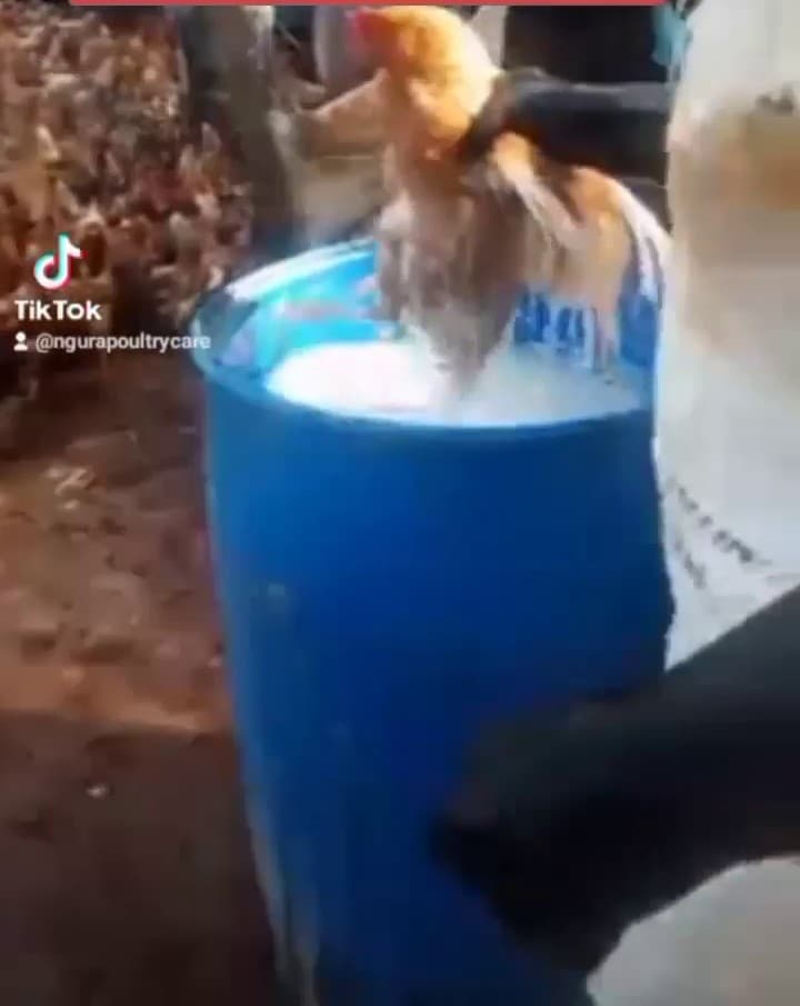 Poultry shampooing: final resort for severe parasite infestation