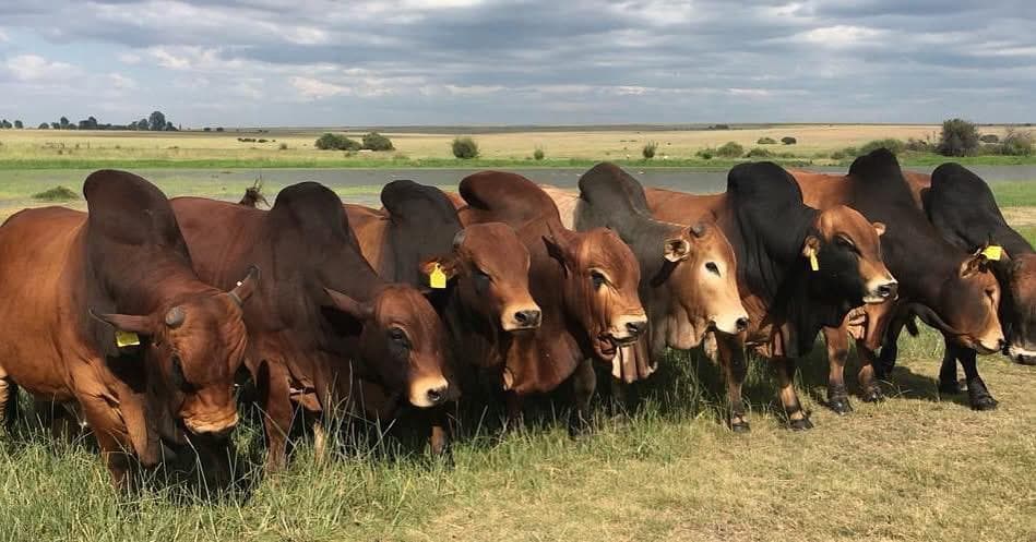 Farmers to gather in Nairobi for East Africa’s largest livestock genetics expo
