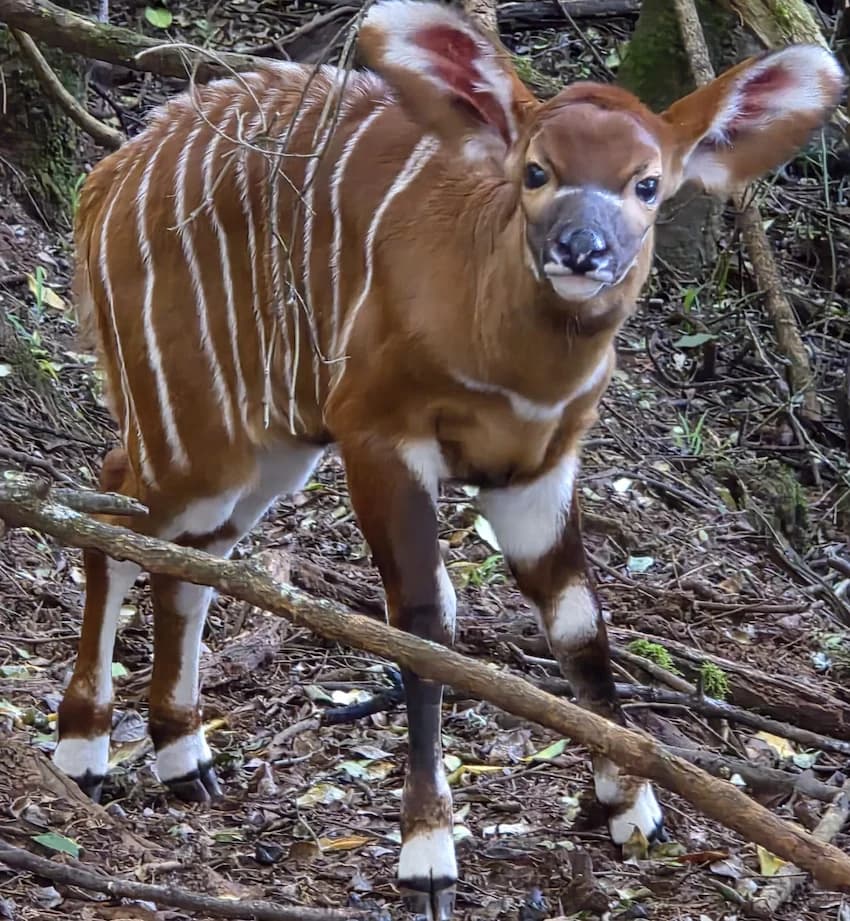 Birth of a Mountain Bongo Stirs Emotions in Kenya